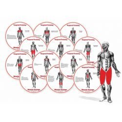 Muscle Group HotSpots